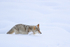 Coyote wading through deep snow, Yellowstone National Park