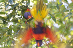 Lorikeet Blur 5 0A3A2300