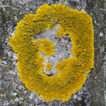 O Lichen