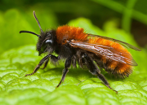 [i]Andrena fulva[/i] female showing distinctive colouration and dark underside. Warwickshire, April 2013.