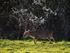 Reeves' Muntjac