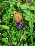 Meadow Brown