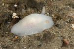 Cadlina laevis