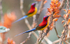 Mrs Gould's Sunbird