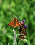 Large Skipper
