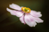 Japanese Anemone_EF6A0625
