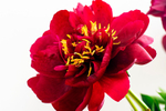 Red Peony - DSC_4653