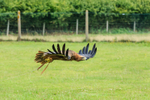golden eagle Aquila chrysaetos-1047