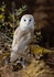 Barn Owl -3