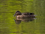 Mallard