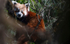 Red Panda