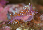 Edmundsella pedata
