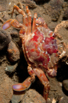 Liocarcinus depurator