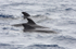 WDP009: Short-finned pilot whales