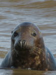 Seal In The Sea