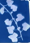 Ivy
