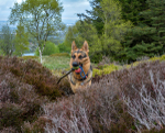 Tess