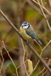Blue Tit - Cyanistes Caeruleus RPNP0657