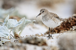 White-rumped Sandpiper, Volunteer Point, Falklands