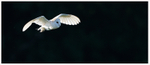 Backlit Barn Owl in Flight 