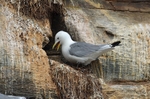 Kittiwake