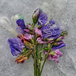 Frozen Summer Blooms