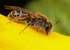 Andrena chrysosceles (f)