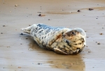 Atlantic Grey Seal