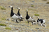 Group of Barnacle Geese, Jokulsarlon, Iceland