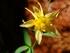 Yellow Columbine