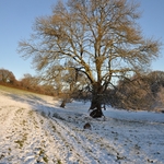 Winter walk