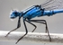 Common Blue Damselfly