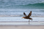 Southern Giant Petrel takeoff run, Volunteer Point, Falklands