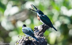 Amazon Kingfisher