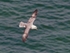 Fulmar