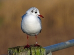Black-headed Gull