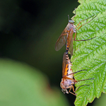 Snipe Fly (Rhagio) - mating pair