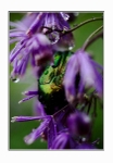 Cetonia aurata