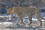 Leopard Walking 3