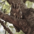 African Scops Owl