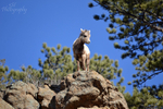 Young King of the Mountain