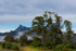 Mt Warning from old Tyalgum tip site park 5