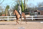 Dressage - CT Class 4 BE95 (80cm) portfolio