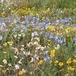 Perennial flax (Linum perenne) 