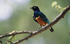 Splendid starling