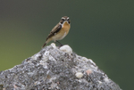 Whinchat