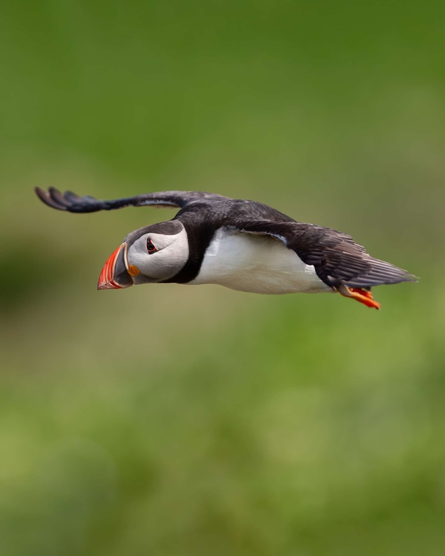 Puffin - Farne Islands