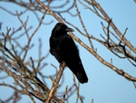 Carrion Crow