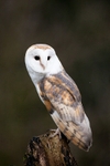 Barn Owl portfolio