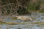 Bittern slinking across a water channel